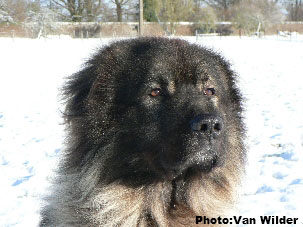 Drasko 6 years