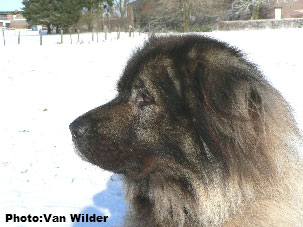 Drasko 6 years