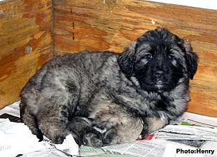 Duci 9 weeks