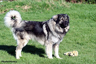 Duci 24 months