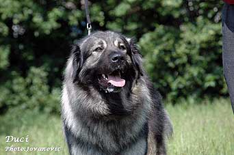 Duci 2,5 years