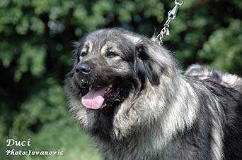 Duci 2,5 years