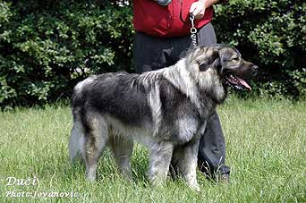 Duci 2,5 years