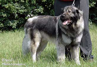 Duci 2,5 years