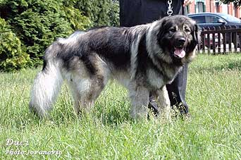 Duci 2,5 years