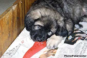 Duska 9 weeks