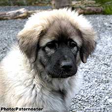 Duska 3 months