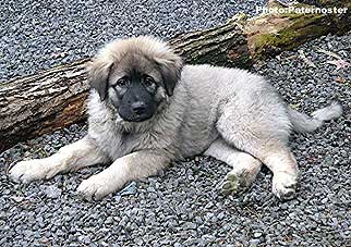 Duska 3 months