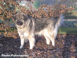 Sarplaninac Duska 5 years