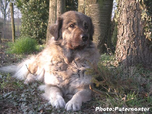 Sarplaninac Duska 5 years