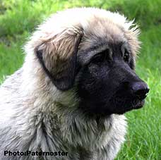 Duska 5,5 months