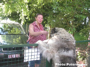 Sarplaninac Duska 5,5 years