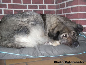 Sarplaninac Duska 6 years