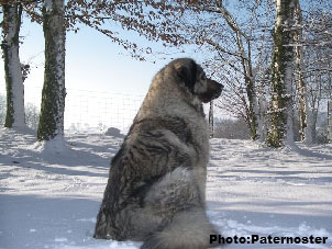 Sarplaninac Duska 6 years