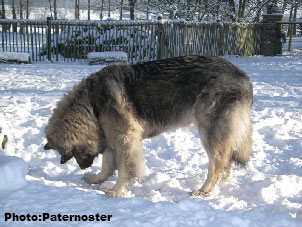 Sarplaninac Duska 6 years