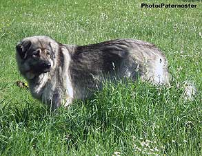 Duska 1,5 year