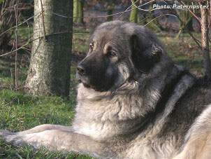 Duska 4 ans