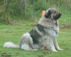 Duska 4,5 ans