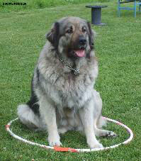 Duska 4,5 ans