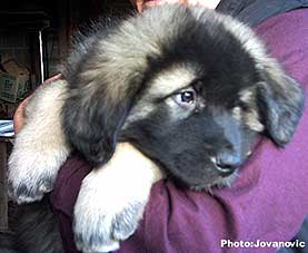 Dusko 2 months