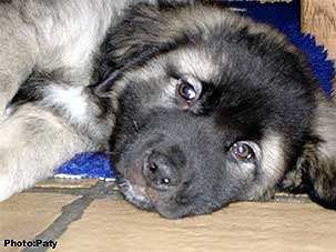 Dusko 11 weeks
