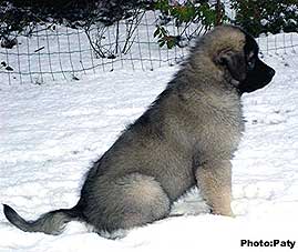 Dusko 11 weeks