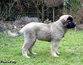 Dusko 16 weeks