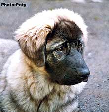 Dusko 4 months