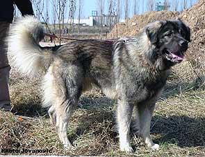 Dusko 15 months