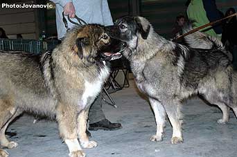 Dusko 15 months