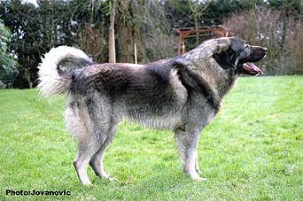 Dusko 2 years