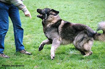 Dusko 2 years