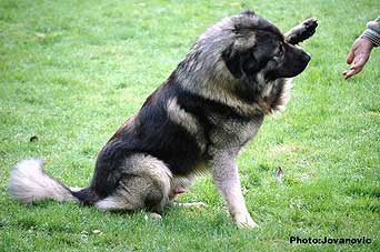 Dusko 2 years