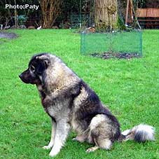 sarplaninac Dusko 26 months