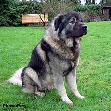 sarplaninac Dusko 26 months