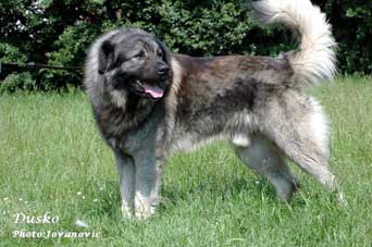 sarplaninac Dusko 2,5 years