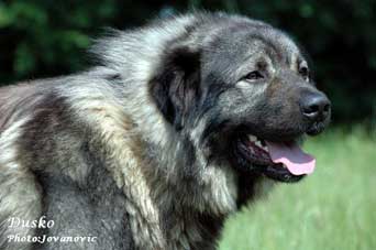 sarplaninac Dusko 2,5 years