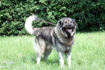 sarplaninac Dusko 2,5 years