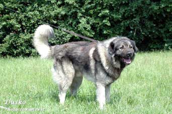sarplaninac Dusko 2,5 years