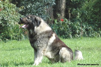 sarplaninac Dusko 3 years
