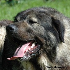 sarplaninac Dusko 3 years