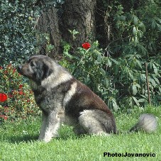 sarplaninac Dusko 3 years