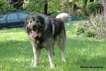 sarplaninac Dusko 3 years