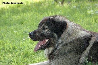 sarplaninac Dusko 3 years