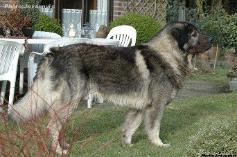 sarplaninac Dusko 4 years
