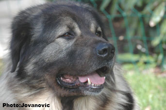 sarplaninac Dusko 5 years