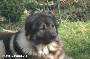 sarplaninac Dusko 5 years