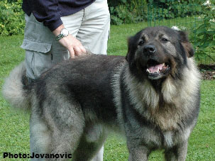 sarplaninac Dusko 5,5 years