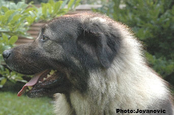 sarplaninac Dusko 5,5 years