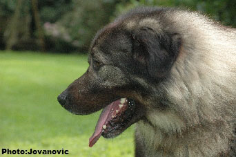 sarplaninac Dusko 5,5 years
